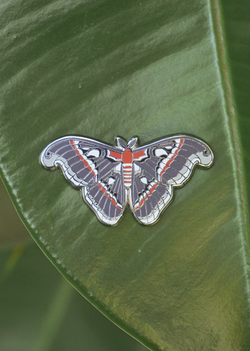Cecropia Moth pin on leaf