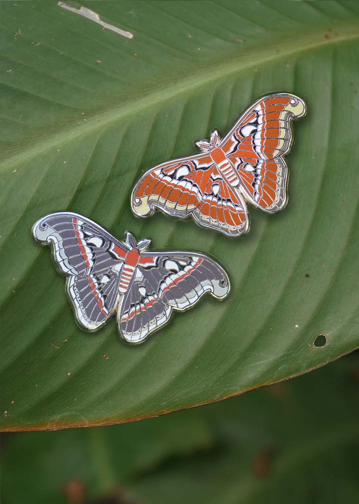 Atlas and Cecropia moths on leaf
